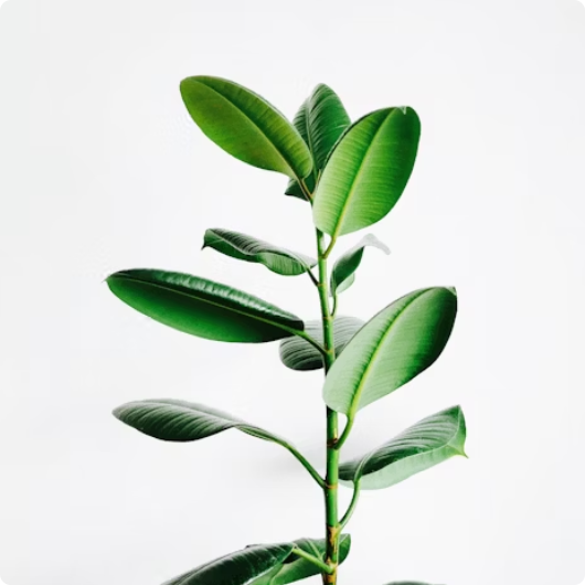 Hands planting a young tree